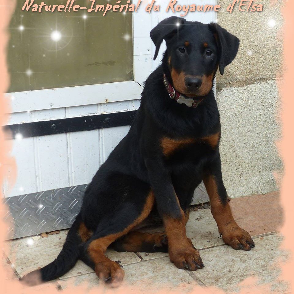 Publication : du Royaume D'Elsa Auteur : Agnes du Royaume D'Elsa