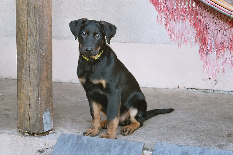Publication : du Royaume D'Elsa Auteur : Agnès du ROYAUME D'ELSA