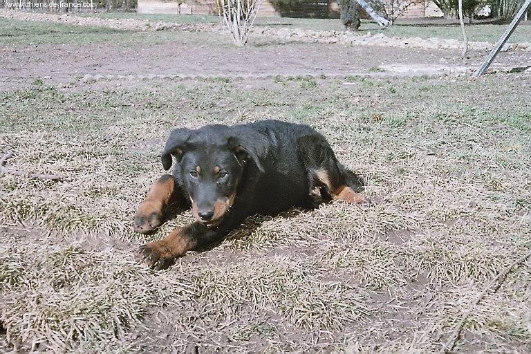 Publication : du Royaume D'Elsa Auteur : Agnès du ROYAUME D'ELSA