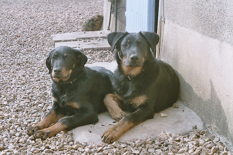 Publication : du Royaume D'Elsa Auteur : Agnès du ROYAUME D'ELSA