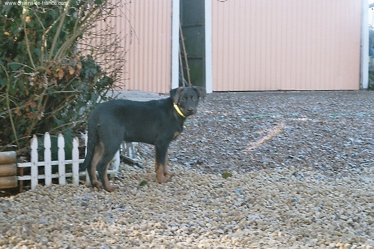 Publication : du Royaume D'Elsa Auteur : Agnès du ROYAUME D'ELSA