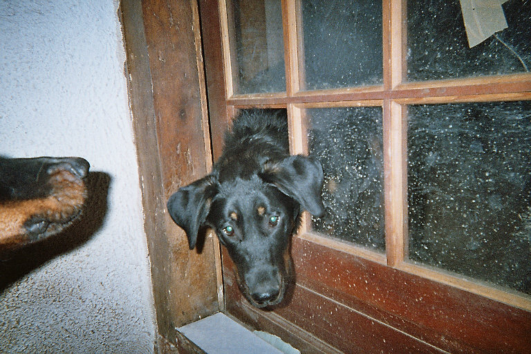 Publication : du Royaume D'Elsa Auteur : Agnès du ROYAUME D'ELSA