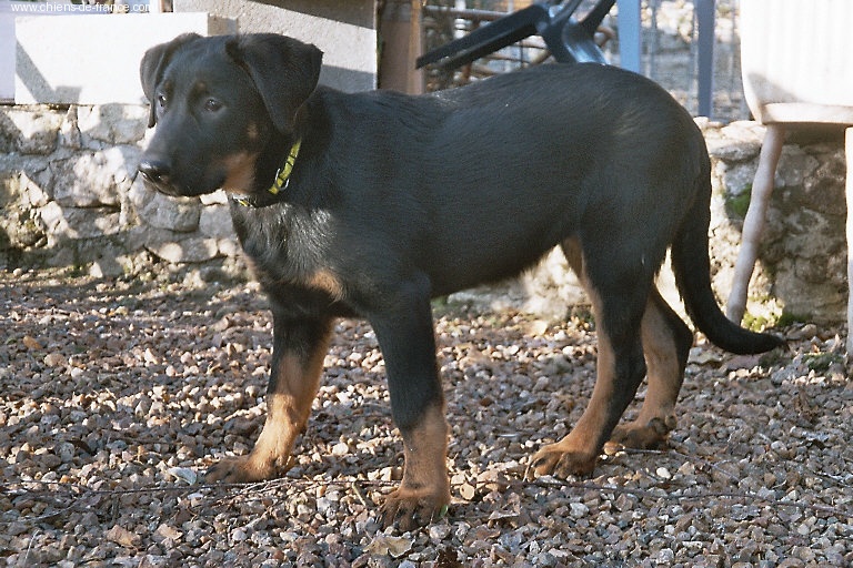 Publication : du Royaume D'Elsa Auteur : Agnès du ROYAUME D'ELSA