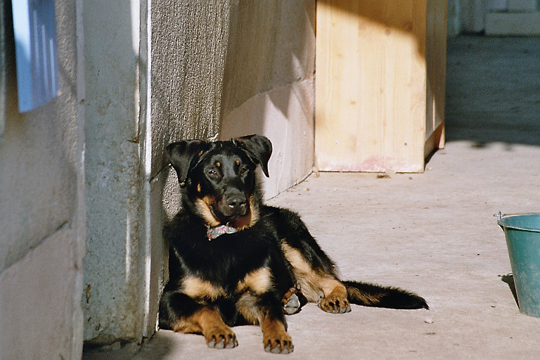 Publication : du Royaume D'Elsa Auteur : Agnès du ROYAUME D'ELSA
