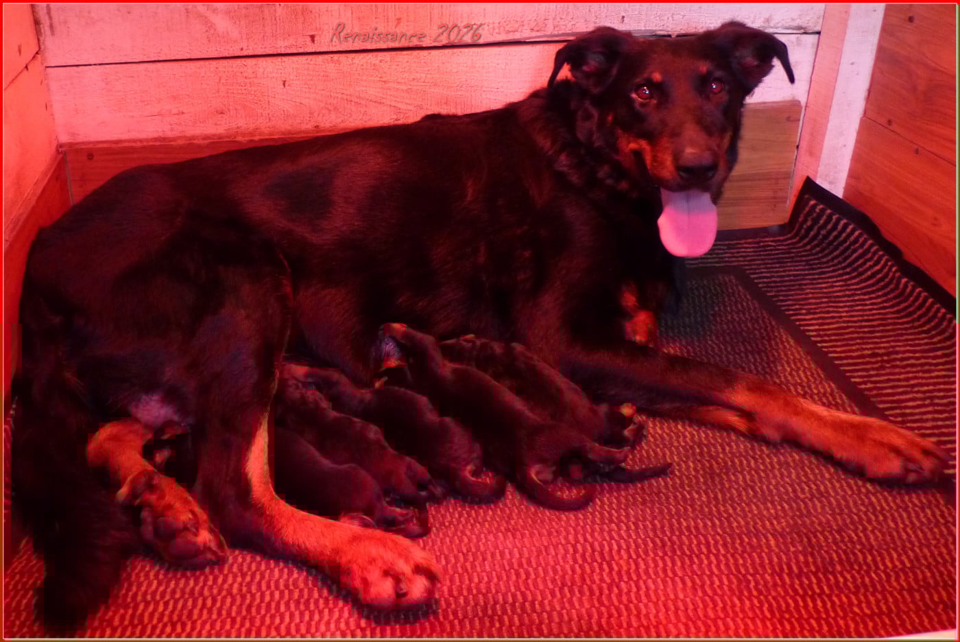 Chiot N°3 - Berger de Beauce