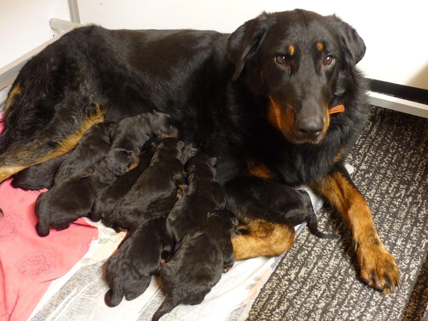 CHIOT 5 - Berger de Beauce