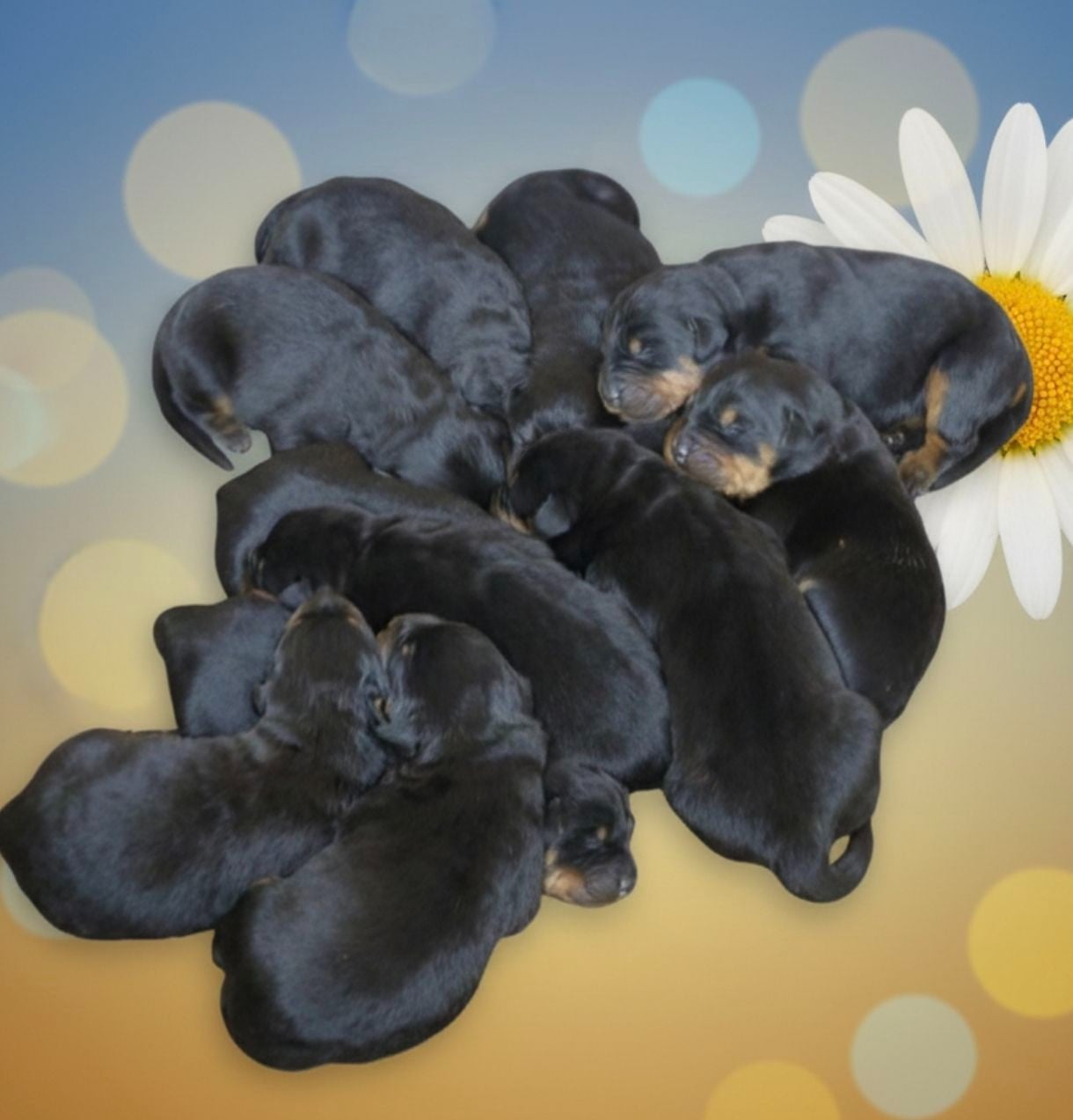 CHIOT 13 - Berger de Beauce