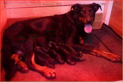 Les chiots de Berger de Beauce