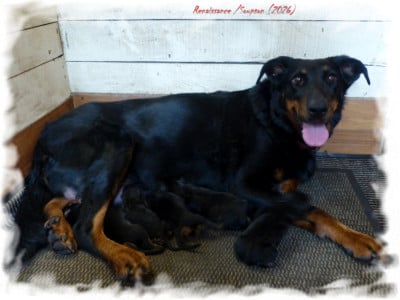 Les chiots de Berger de Beauce