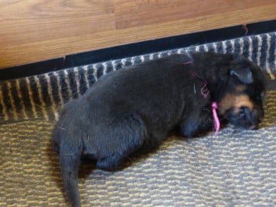 Les chiots de Berger de Beauce