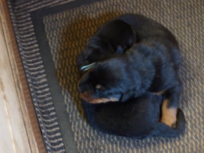 Les chiots de Berger de Beauce