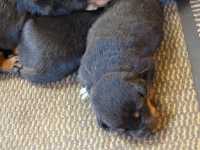 Les chiots de Berger de Beauce