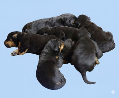 Les chiots de Berger de Beauce