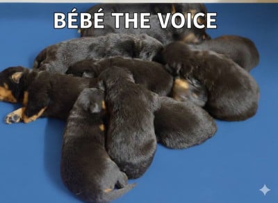 Les chiots de Berger de Beauce