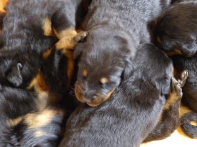 Les chiots de Berger de Beauce