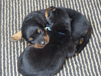 Les chiots de Berger de Beauce