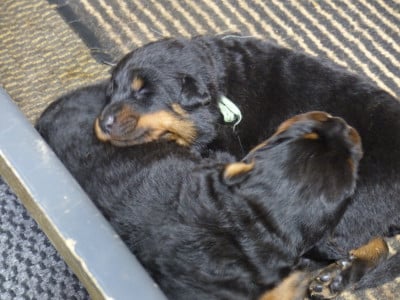 Les chiots de Berger de Beauce