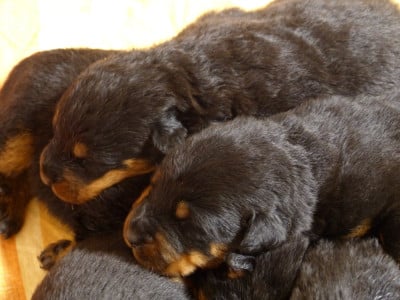 Les chiots de Berger de Beauce
