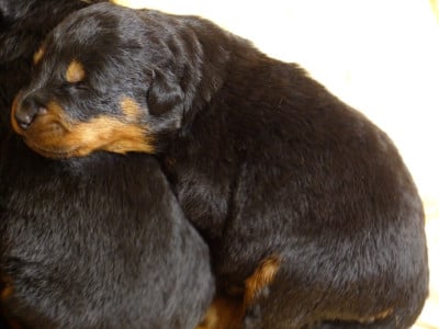 Les chiots de Berger de Beauce
