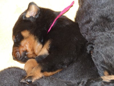 Les chiots de Berger de Beauce