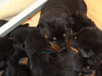 Les chiots de Berger de Beauce