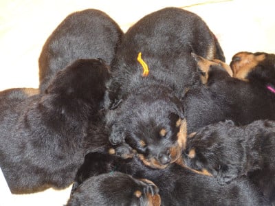 Les chiots de Berger de Beauce