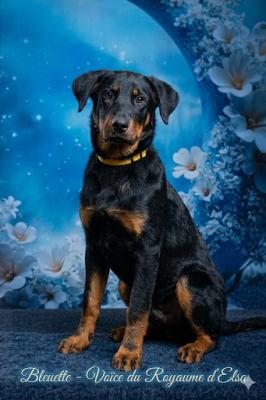 Les chiots de Berger de Beauce