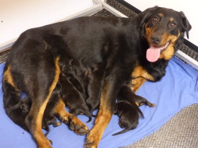 CHIOT 6 - Berger de Beauce