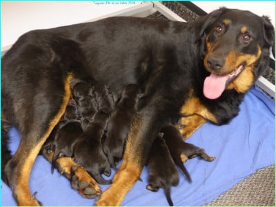 CHIOT 7 - Berger de Beauce
