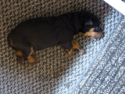 Les chiots de Berger de Beauce