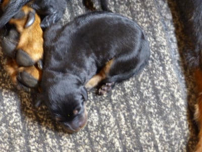 Les chiots de Berger de Beauce