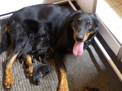 Les chiots de Berger de Beauce