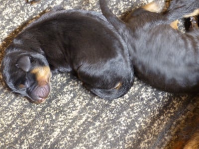 Les chiots de Berger de Beauce