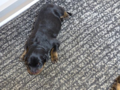 Les chiots de Berger de Beauce