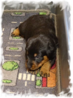 Les chiots de Berger de Beauce
