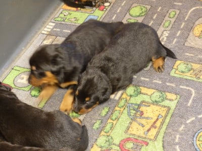 Les chiots de Berger de Beauce