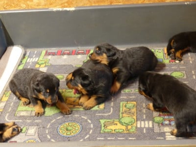 Les chiots de Berger de Beauce