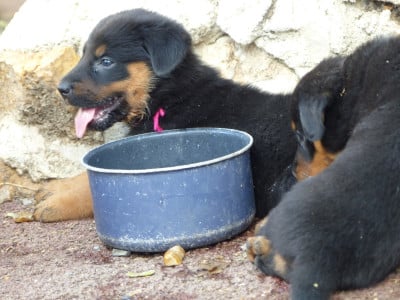 Les chiots de Berger de Beauce