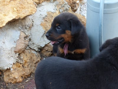 Les chiots de Berger de Beauce