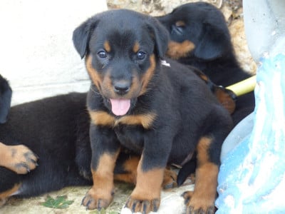 Les chiots de Berger de Beauce