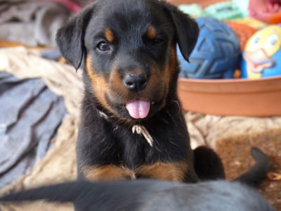 Les chiots de Berger de Beauce