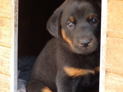Les chiots de Berger de Beauce