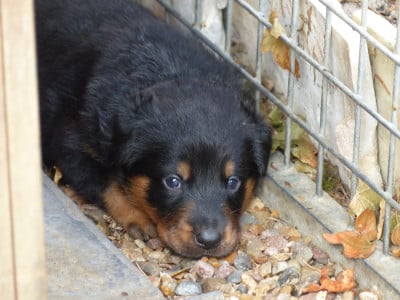 Les chiots de Berger de Beauce
