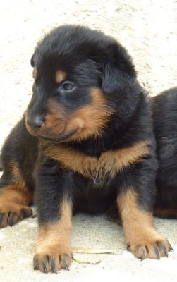 Les chiots de Berger de Beauce