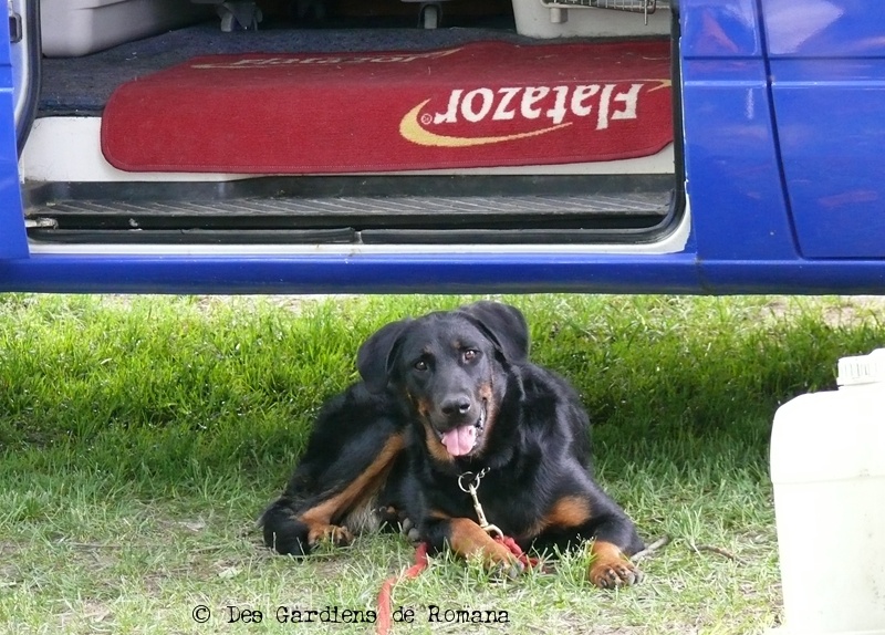 Eternelle madame du Royaume D'Elsa - 1er classe débutante
