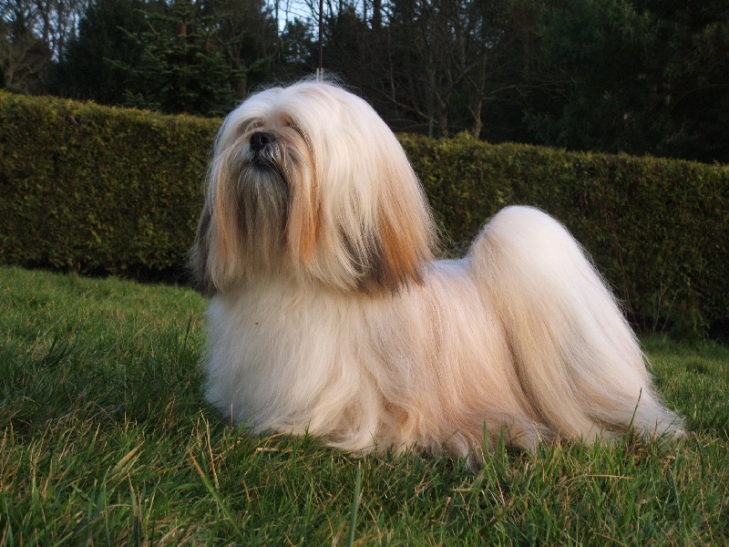 Publication : Very Versace's Auteur : sandrine Marc