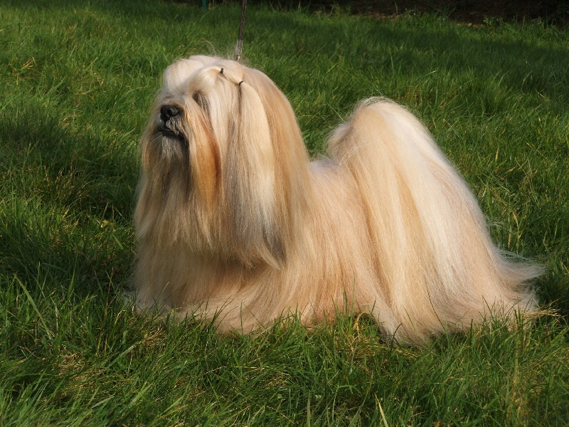 Publication : Very Versace's Auteur : sandrine Marc