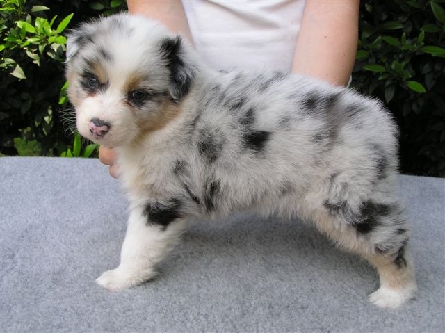 Publication : weasel's Auteur : A. MASSINA