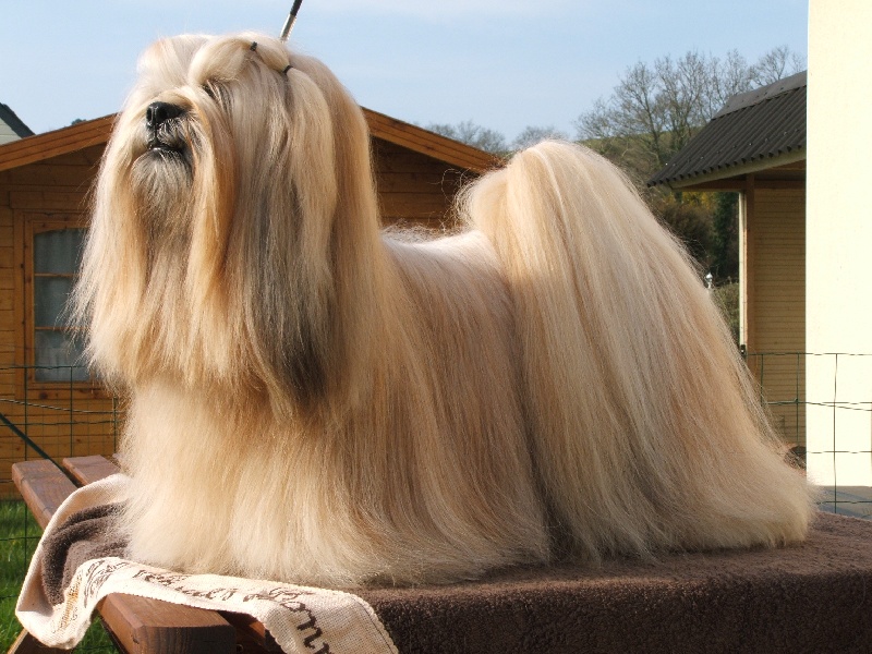 Publication : Very Versace's Auteur : sandrine Marc