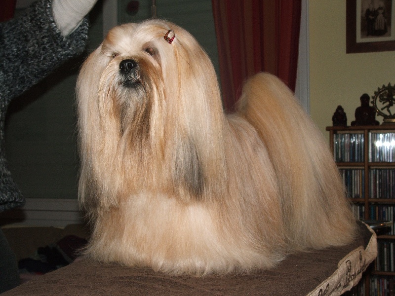 Publication : Very Versace's Auteur : sandrine Marc